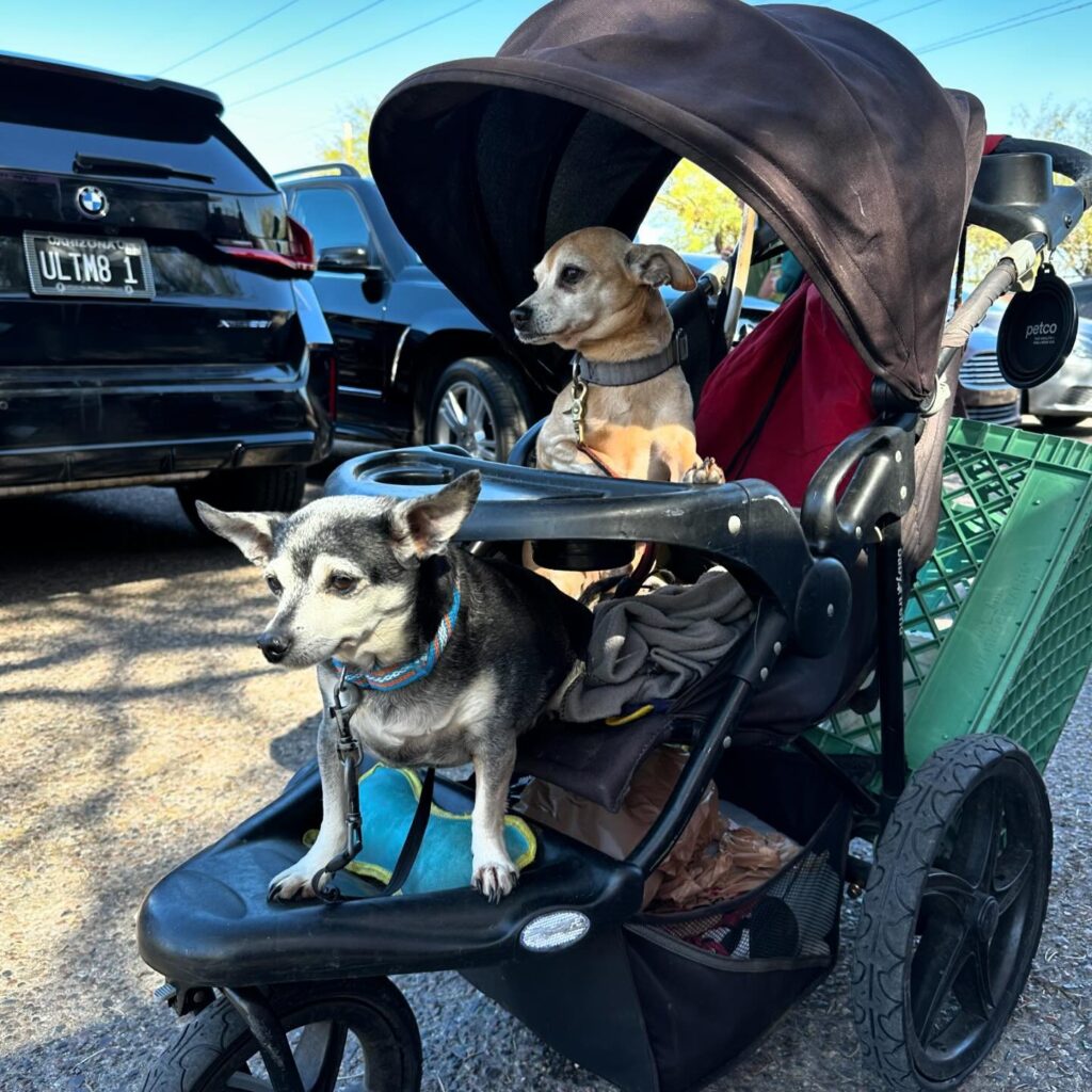 two dogs at feeding arizona event