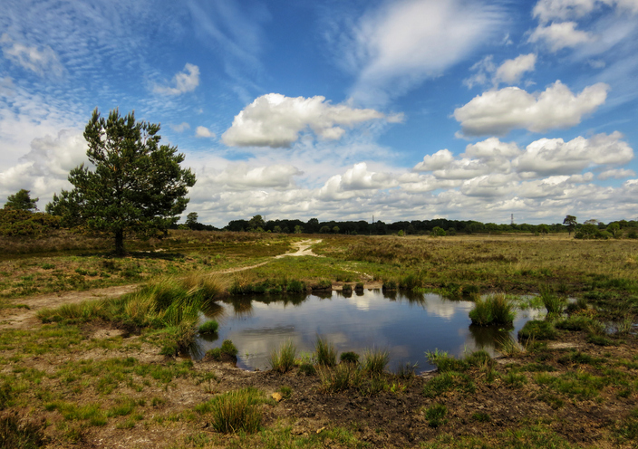 Holton Heath Reflection Pool