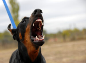 Phoenix, AZ dog bite lawyer