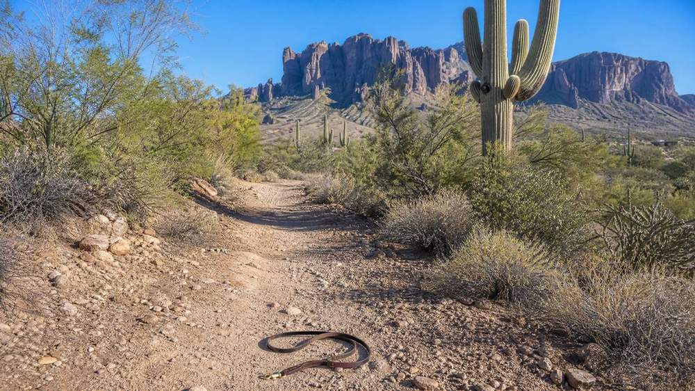 Dog bite injury in Apache Junction Pinal County Arizona