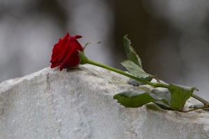rose on a gravestone